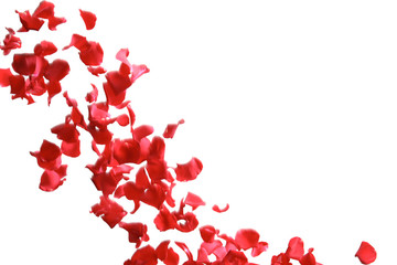Red rose petals falling on white background