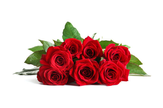 Beautiful red rose flowers on white background