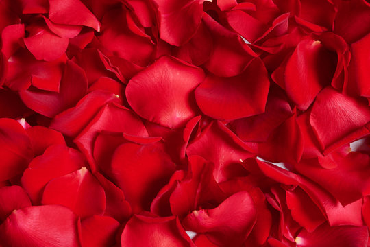 Beautiful red rose petals as background, closeup