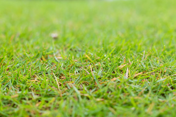 Close up green grass.