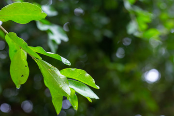 Fototapeta na wymiar Close up view of green leaf in garden.