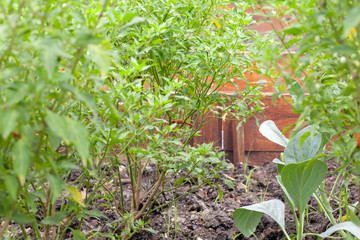 close up of chilli pepper plant in farm