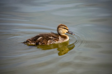 Mallard duckling swimming across a still, calm lake