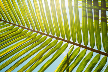 Palm branch of the sky background