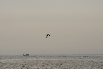 Obraz premium Tern in flight