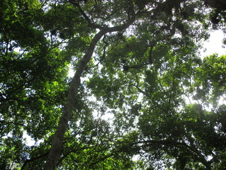 Fototapeta premium Bosque en el trópico