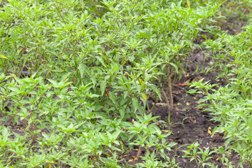 close up of chilli pepper plant in farm