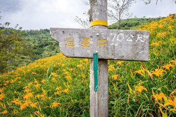 Taitung, Taiwan August 13, 2018:the daylily hillside landmark at Taimali Mountain, Taitung East Rift Valley of Taiwan
