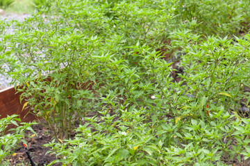 close up of chilli pepper plant in farm