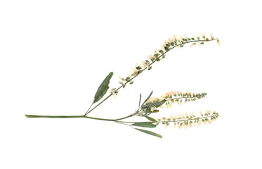 Dried meadow flowers on white background, top view
