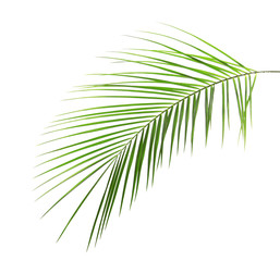 Fresh tropical date palm leaf on white background