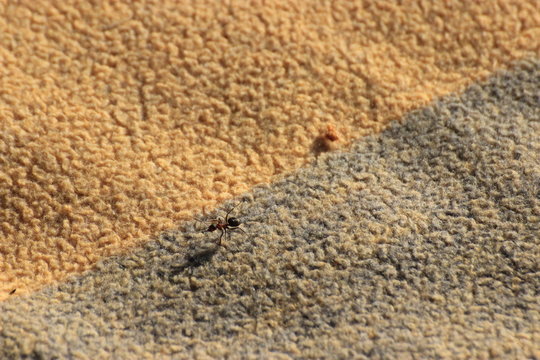 Ant on blanket