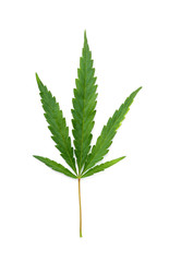 Fresh green hemp leaf on white background