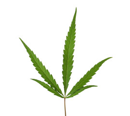 Fresh green hemp leaf on white background