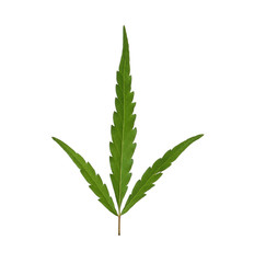 Fresh green hemp leaf on white background