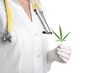 Doctor holding fresh hemp leaf on white background, closeup