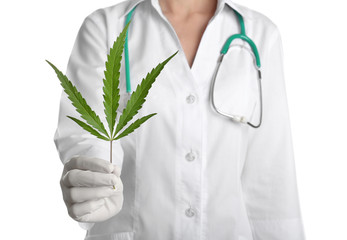 Doctor holding fresh hemp leaf on white background, closeup
