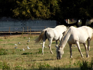 Horse