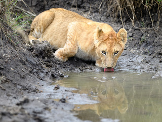 Lion cub drinking water from pond, Masai Mara, Kenya