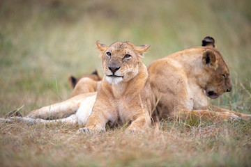 Lioness (Panthera Leo) resting, Masai Mara, Kenya