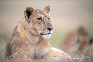Lioness (Panthera Leo) resting, Masai Mara, Kenya