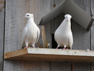 Two pigeons on the dovecote