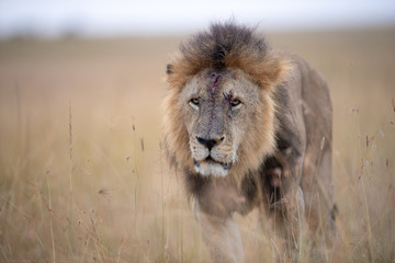Obraz na płótnie Canvas Injured male lion (Panthera Leo) , Masai Mara, Kenya