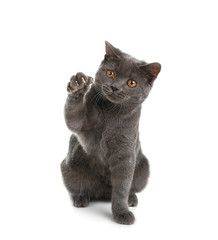 Adorable grey British Shorthair cat on white background