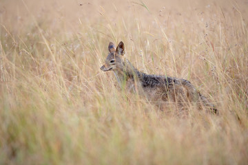 Black-backed jackal (Canis mesomelas) hunting in long grass in Masai Mara, Kenya