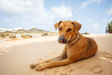 Dog lying on the tropical beach.