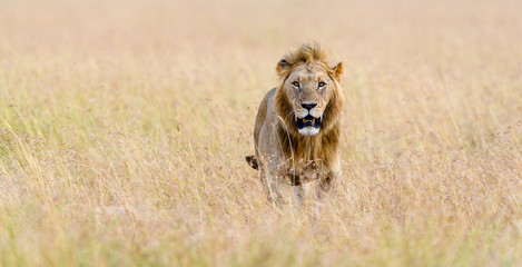 African male lion (Panthera Leo) hunting in long grass in Masai Mara, Kenya