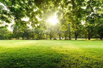 Fototapeten Schöne Landschaft im Park mit Baum und grüner Wiese am Morgen. © yotrakbutda