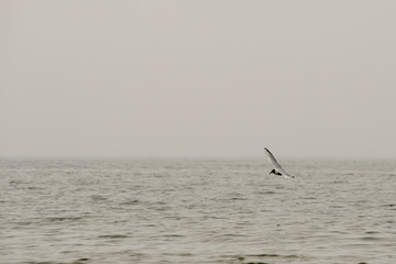 Naklejka premium Tern in flight