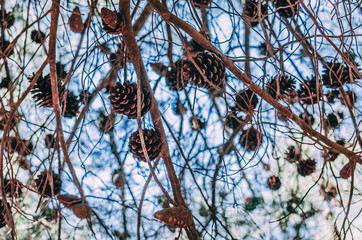 Pine cones on branches