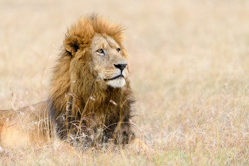 African male lion (Panthera Leo) resting in long grass in Masai Mara, Kenya