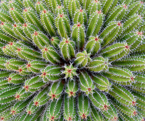 Prickly cactus top view nature background