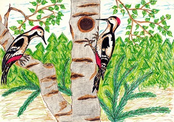 Hand drawn multicolor illustration with nature theme (dendrocopos, woodpecker in nature) - scan