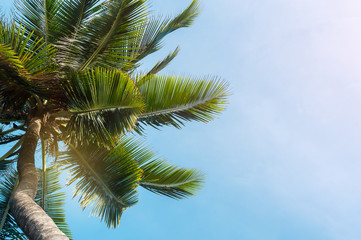 Coconut palms on blue sky background. No filters or effects