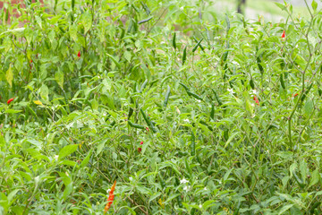 close up of chilli pepper plant in farm