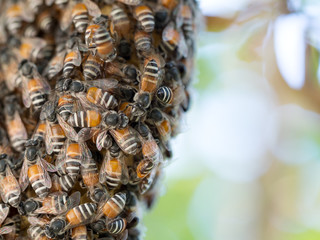 Honey bee swarm on hive hanging on tree. Bee building honeycomb nest in nature.