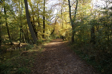 Mischwald Lichtung 48 Sonneuntergang