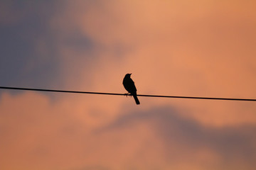 Blackbird on Wire