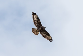 Buzzard in flight , bird of pray, uk