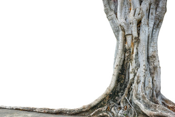 Roots of a tree and trunk isolated on white background. This has clipping path.