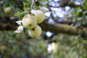Äpfel aus dem eigenen Garten