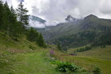 Fototapeta premium beautiful mountain landscape with green pine forest and sad sky