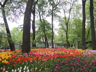  Saint-Petersburg . Elagin island. 18-May-2018