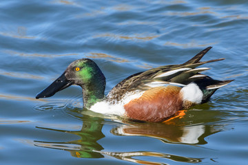 Northern Shoveler Drake In A Calm Lake