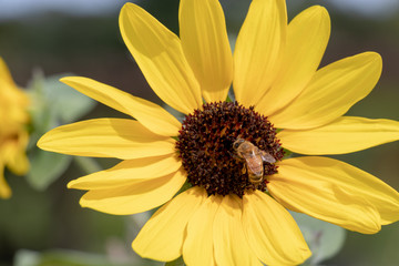 Sunflower of Andersen Park in Funabashi City, Chiba Prefecture, Japan