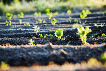 Organic cultivation of potatoes.. The green shoots of young potato plants sprouting from the soil...